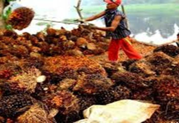 Mendag RI dan India Sepakat Peningkatan Kelapa Sawit dan Farmasi